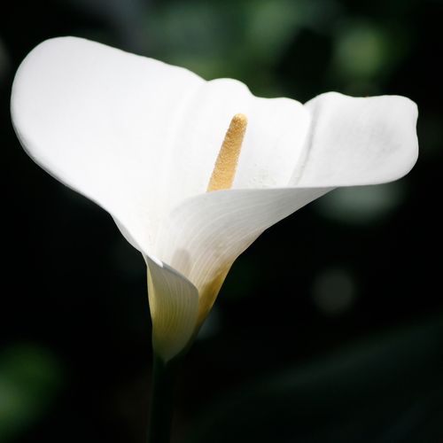 位图 植物摄影 写实花卉 花朵 马蹄莲 免费素材产品工业素材免费下载