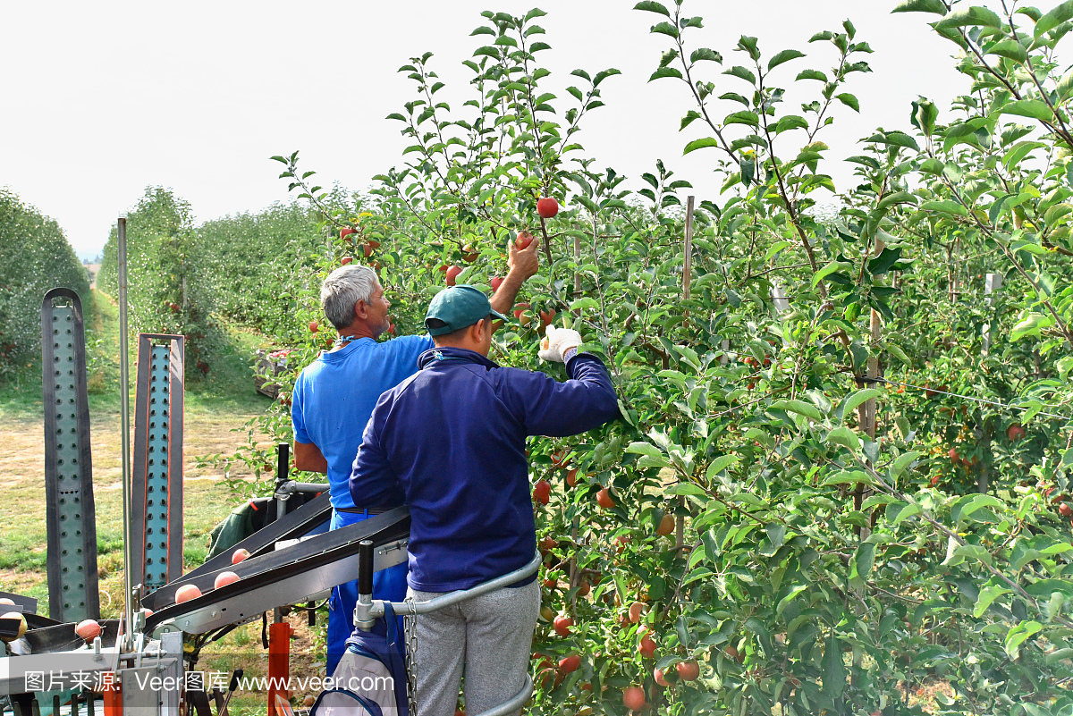 在种植园里采摘新鲜的苹果——工人、果树和成箱的苹果