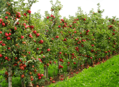 从矮化果树,看中美苹果种植差异…