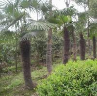 棕榈,销售棕榈,江苏最大棕榈培育基地[供应]_绿化苗木