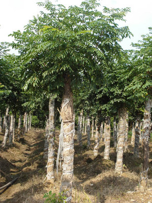 栾树-湖南益阳宏发苗木种植基地(产品图片)-产品库-中国花木网