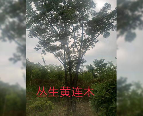 云南树苗 桃树苗 张桂杨花木 推荐商家 高清图片 高清大图