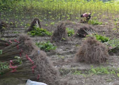 【河南无花果苗供货商基地种植无花果】-